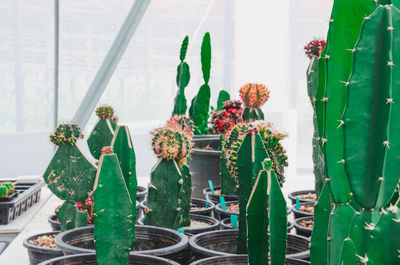 Close-up of potted plants