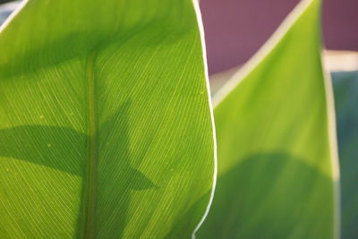 Close-up of green leaf with palm leaves