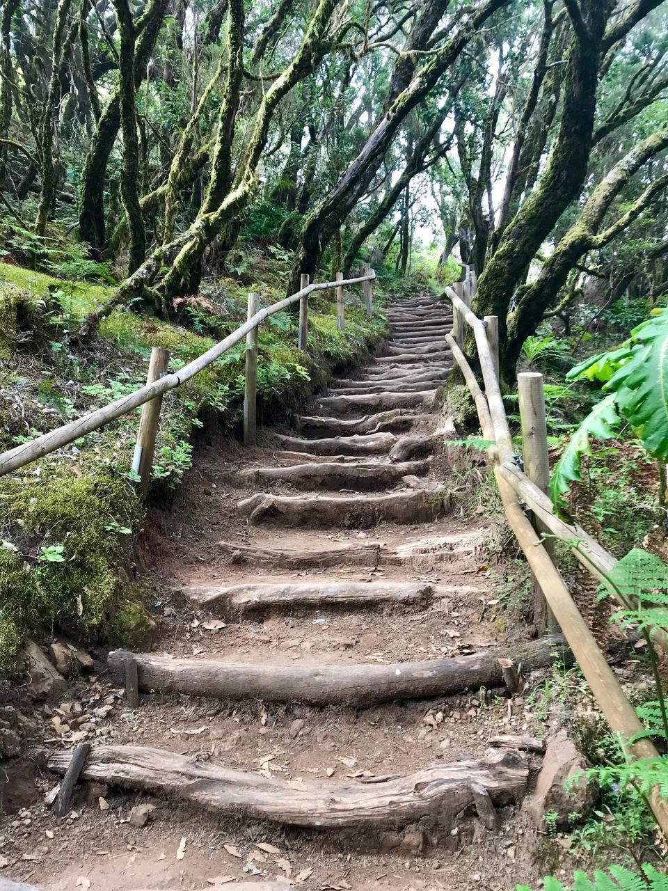 FOOTPATH LEADING TOWARDS FOREST