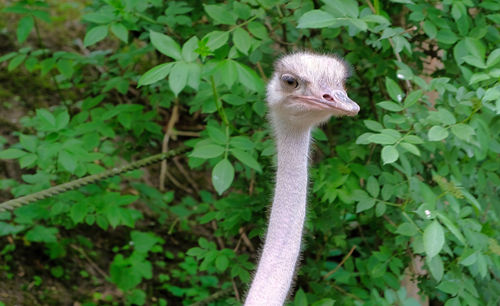 Close-up of a bird