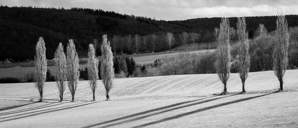 Panoramic shot of trees on snow covered land