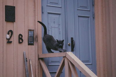 Cat sitting on wooden door of house