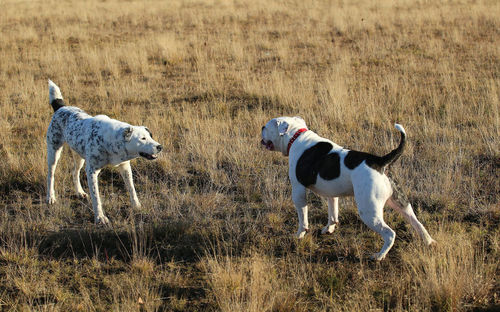 Dogs standing on field