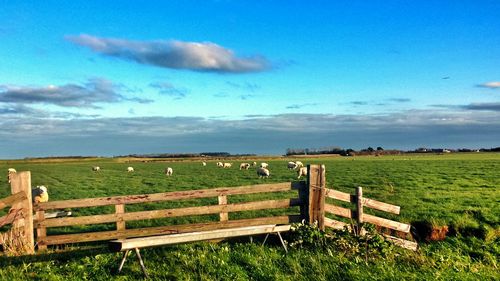 Scenic view of grassy field against cloudy sky
