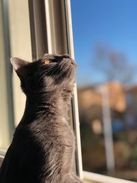 Close-up of a cat looking away