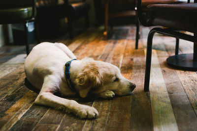 Dog sleeping on hardwood floor