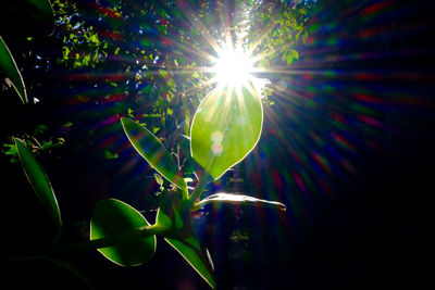 Low angle view of sun shining through trees