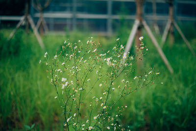 Close-up of water drops on flowering plant