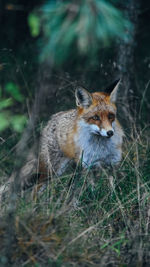 Portrait of an animal on field