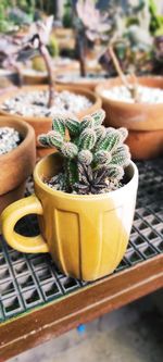 Close-up of small potted plant