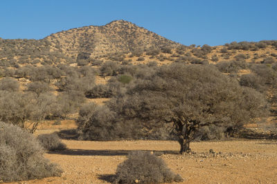 Scenic view of field against clear sky