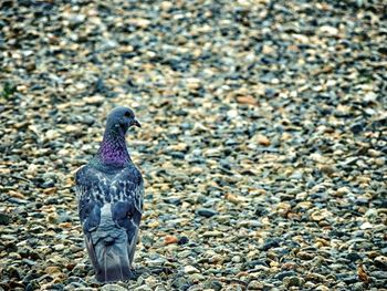 Close-up of bird perching on pebbles