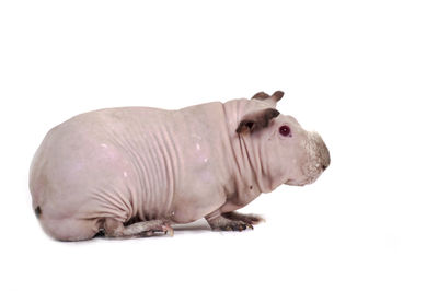 Close-up of horse against white background