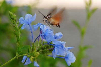 Close-up of bee pollinating on purple flower