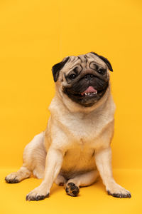 Portrait of dog