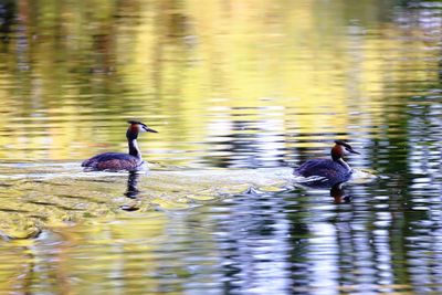 Duck swimming in lake