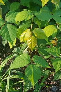 High angle view of leaves on plant