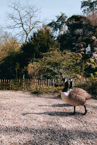 Ducks in a field