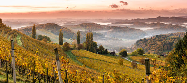 Scenic view of vineyard against sky during sunset