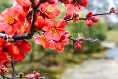 Close-up of red cherry blossoms in spring