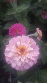 Close-up of pink flowering plant