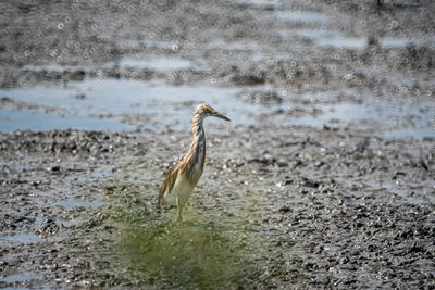 View of a bird on beach