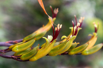 Close-up of flowering plant