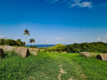 Scenic view of trees on field against blue sky