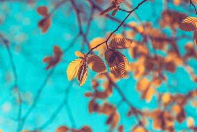 Close-up of leaf against blurred background