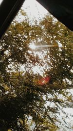 Close-up of turtle swimming in water