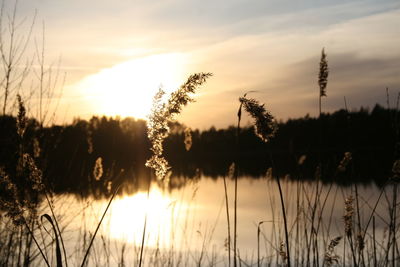 Scenic view of grass against sunset over lake