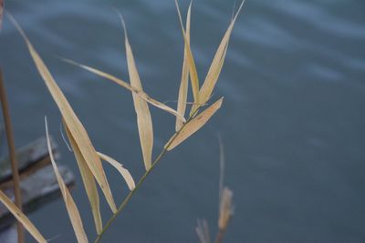Close-up of plant by lake