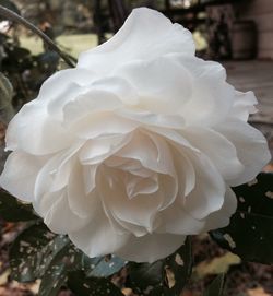 Close-up of white rose blooming outdoors