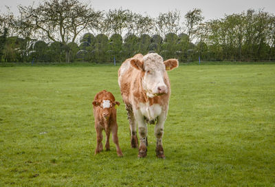 Horses standing in a field