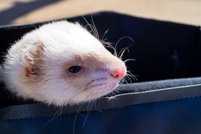 Close-up of a ferret