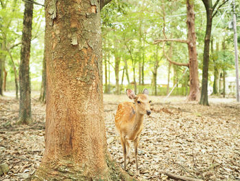 Sheep in a forest