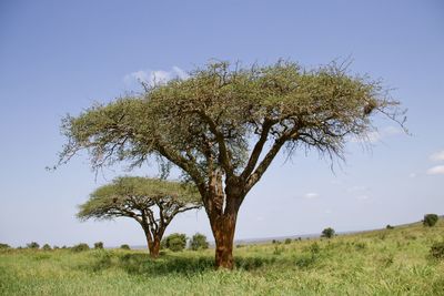 plant