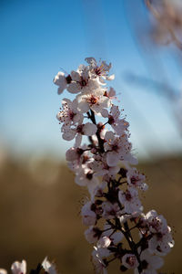 Close-up of white cherry blossom tree