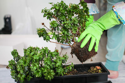 Hand holding potted plant