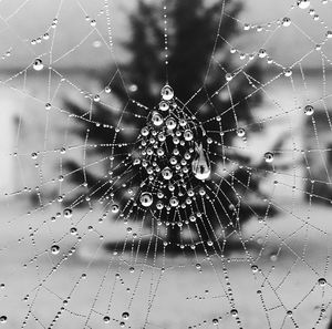 Close-up of spider on web