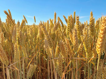 agriculture