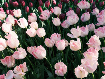 Close-up of pink flowers