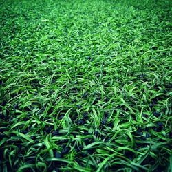 Full frame shot of plants growing on field