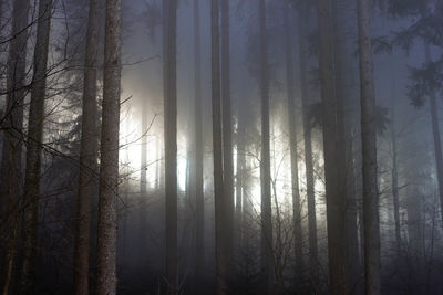 Sunlight streaming through trees in forest