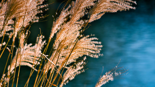 Low angle view of plant against sky