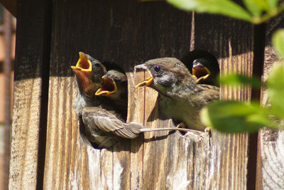 Close-up of birds perching on wood