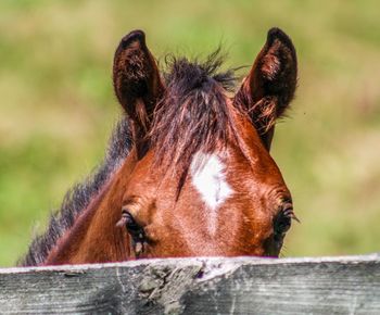 Close-up of a horse