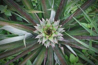 High angle view of flower growing outdoors