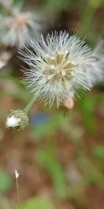 Close-up of dandelion against blurred background