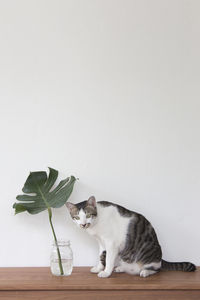 Cat on table against white background